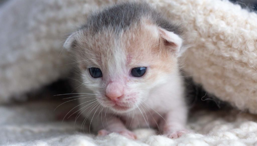 Gatito bebe de o meses